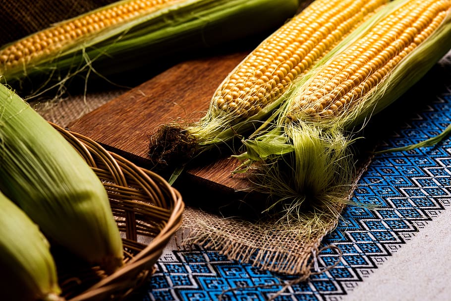 corn, vegetables, the ear, yellow, summer, dacha, harvest, food and drink HD wallpaper