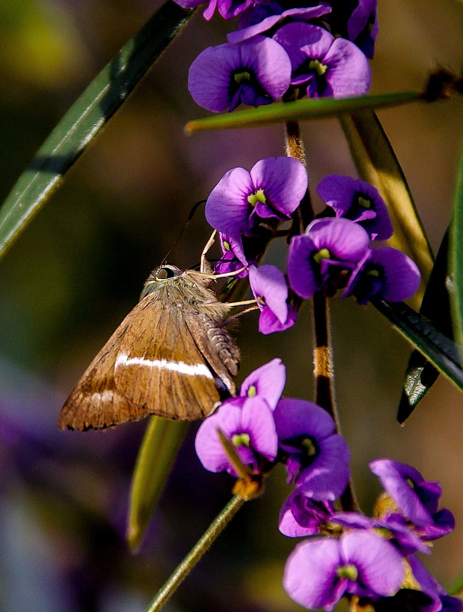 moth, insect, brown, white, wings, flowers, blossom, purple HD wallpaper