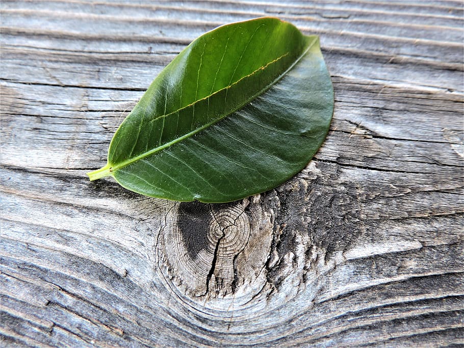 leaf, altholz, macro, wood - Material, nature, backgrounds HD wallpaper