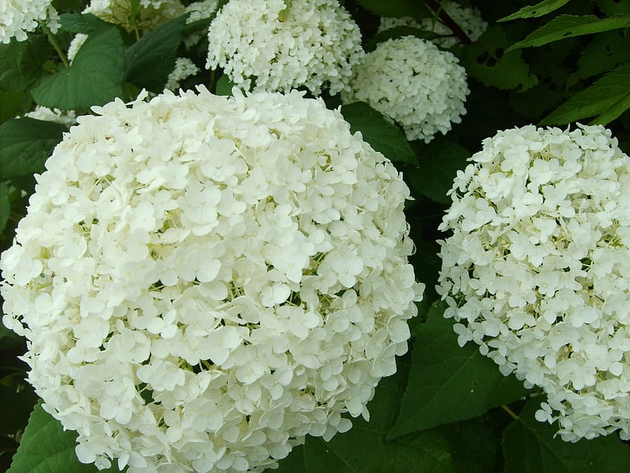 hydrangea, white flower, summer, romantic, garden, flowering plant HD wallpaper