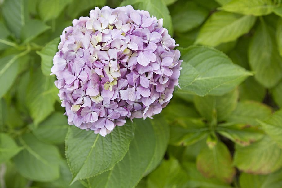 hydrangeaceae, lilac, floral, blossom, flower, bloom, petal HD wallpaper