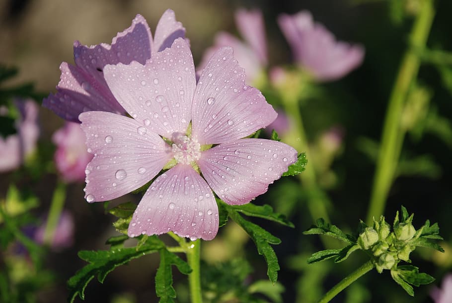 Flower, Leaf, Nature, Purple, green, bloom, beautiful, macro HD wallpaper