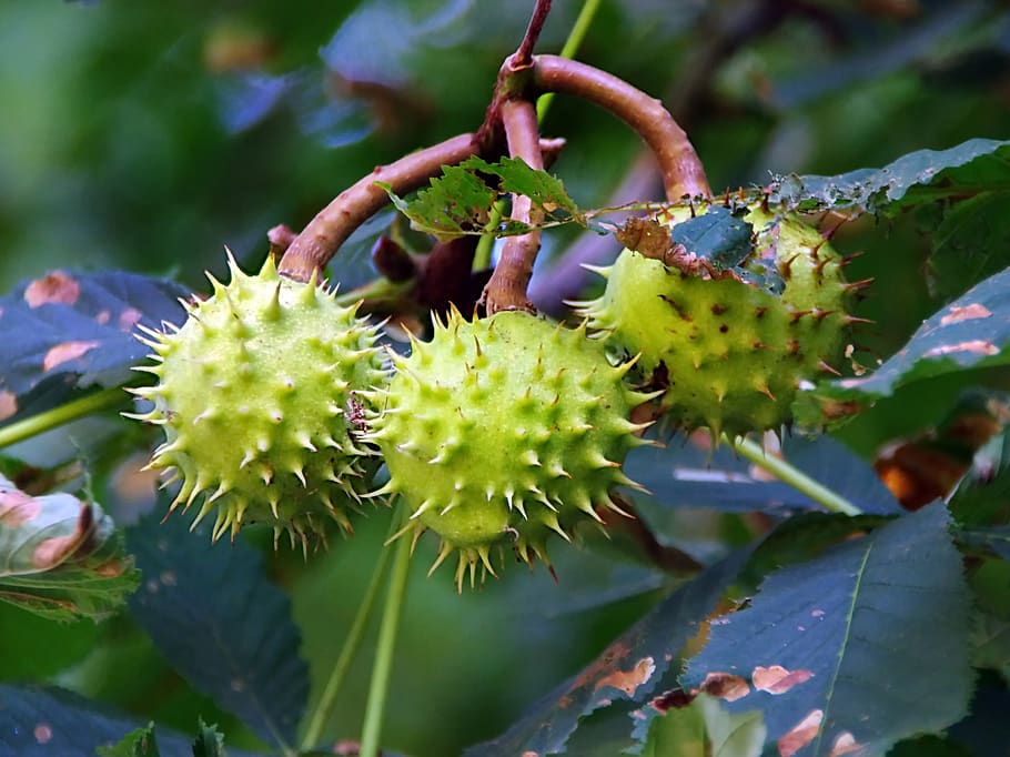 HD wallpaper: brown, bugs, seeds, hippocastanum, quills, fruit, plant ...