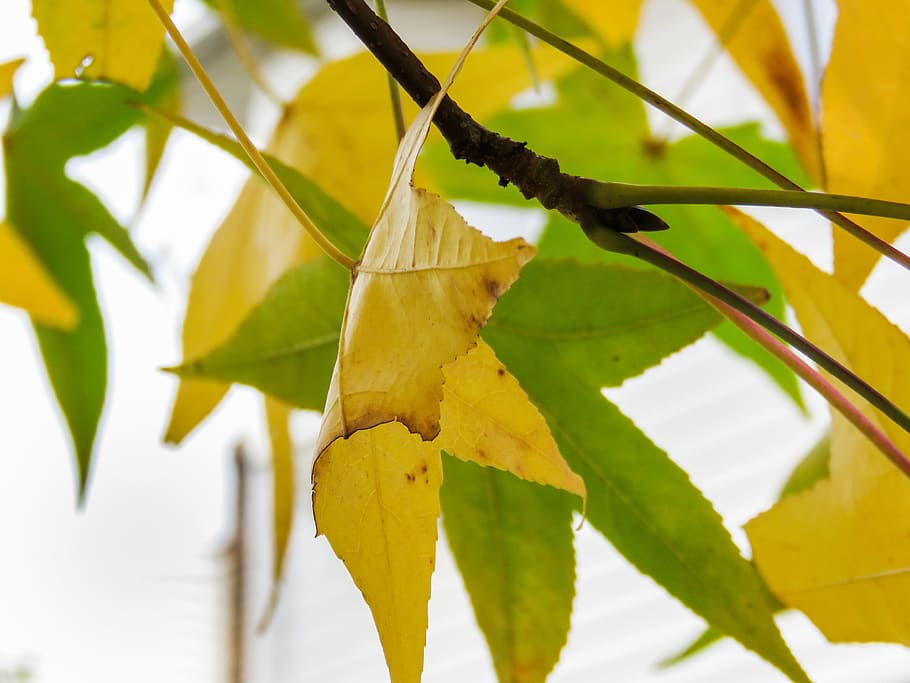 Leaves on Tree Branch, branches, fall leaves, green, yellow, Macro HD wallpaper