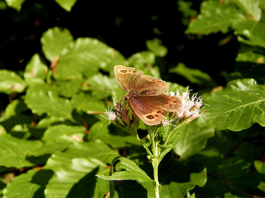 butterfly, forests, slovakia, leaf, plant part, invertebrate HD wallpaper