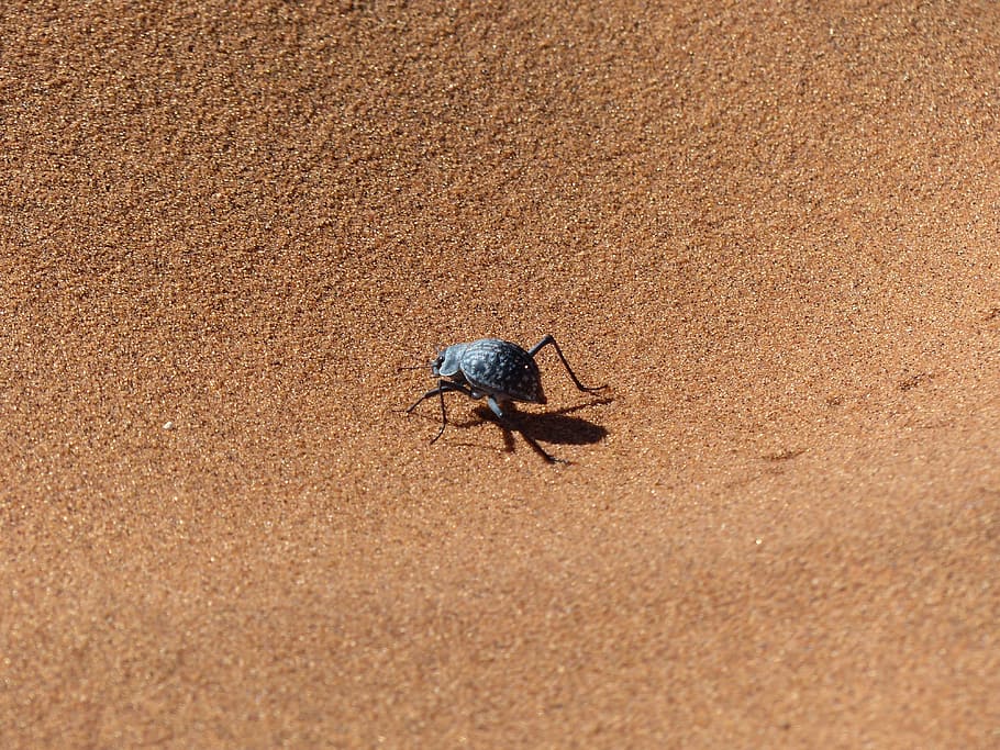 sossusvlei, beetle, namib desert, wüstensand, insect, crawl