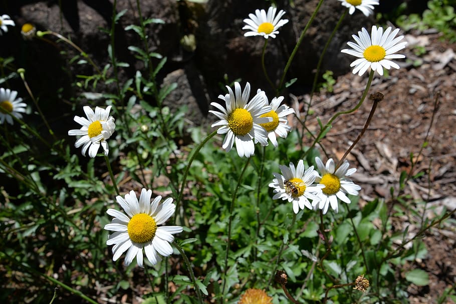 daisy, bee, nature, flowering plant, freshness, petal, fragility HD wallpaper