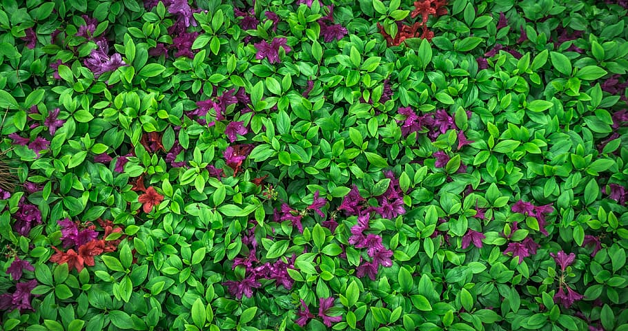 green leafed plants, flowers, nature, garden, azalea, spring, HD wallpaper