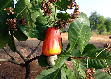 Cashew, Fruit, Ripe, Nut, Tree, Tree, Crop, horticulture, india HD wallpaper