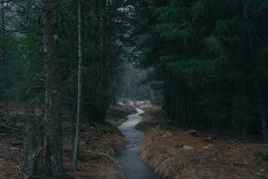 river between trees, landscape, photography, surrounded, forest HD wallpaper