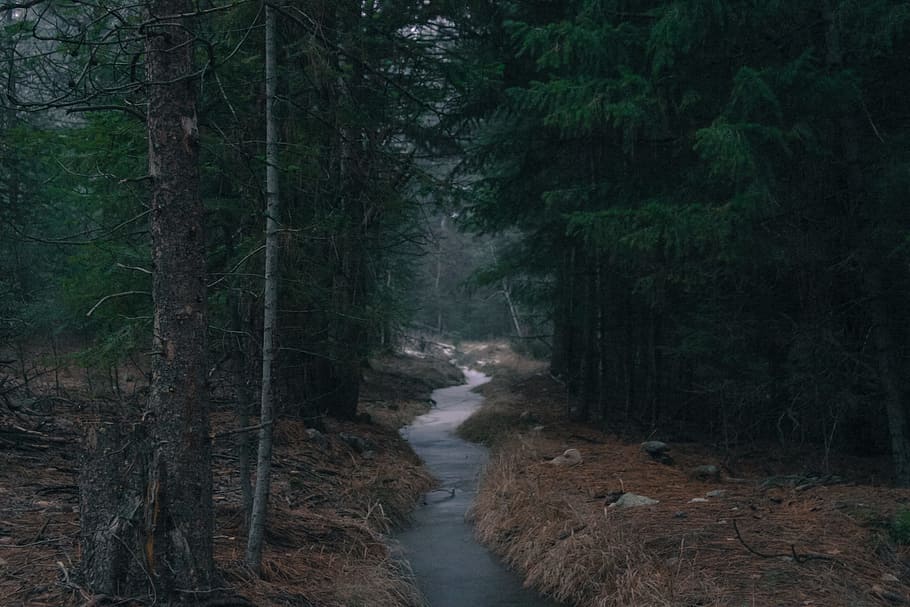 river between trees, green leafed trees during daytime, stream HD wallpaper