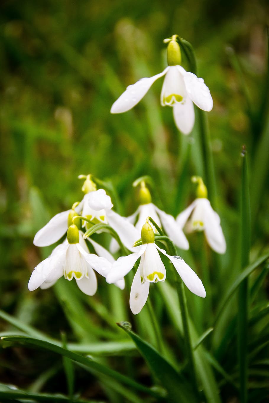 snowdrop, plant, spring, green, macro, white, flowers, snowdrops HD wallpaper
