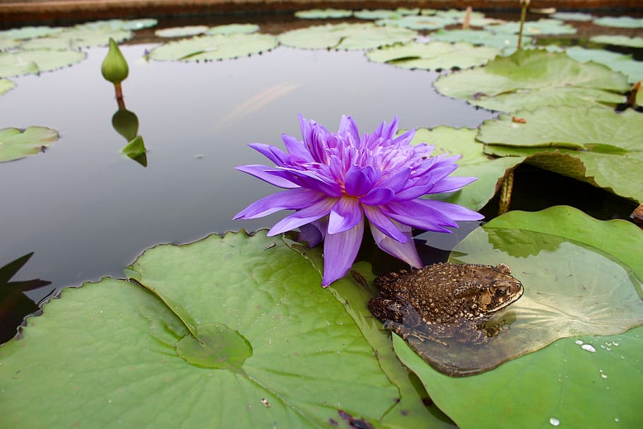 Water Lily, Purple, Blossom, blossomed, bloom, pond, aquatic plant, HD wallpaper