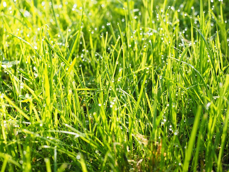meadow, grass, rush, morgentau, dewdrop, drip, wet, green, green color HD wallpaper