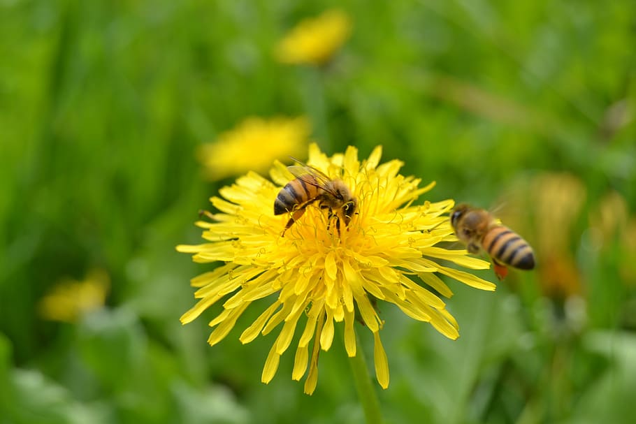 Bees, Flower, Insect, Yellow, pollination, pollen, nature, flowers, HD wallpaper