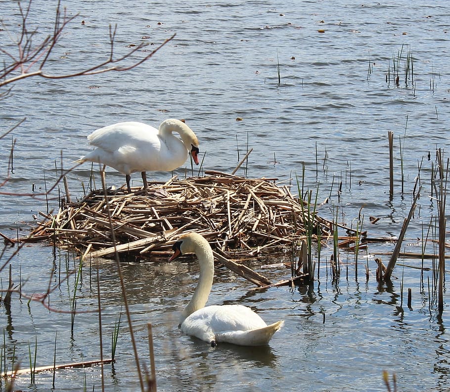 swans, nest, water, spring, lake, habitat, breeding, eggs, wildlife HD wallpaper
