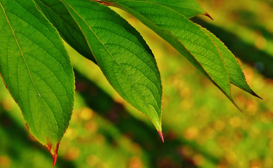 leaves, tree, green, branches, nature, leaf, green color, plant HD wallpaper