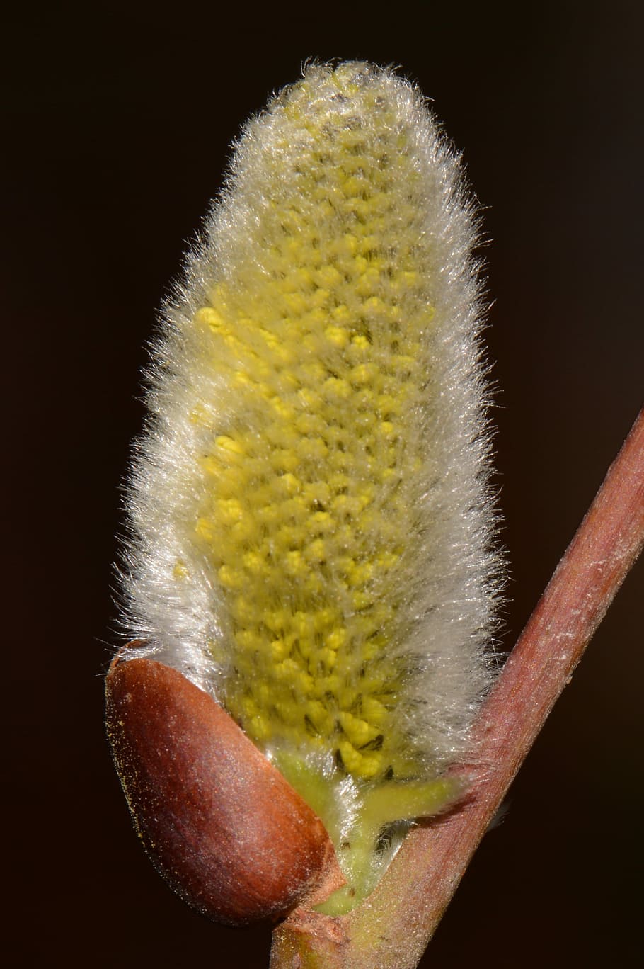 Willow, Spring, Nature, yellow, close-up, studio shot, no people HD wallpaper