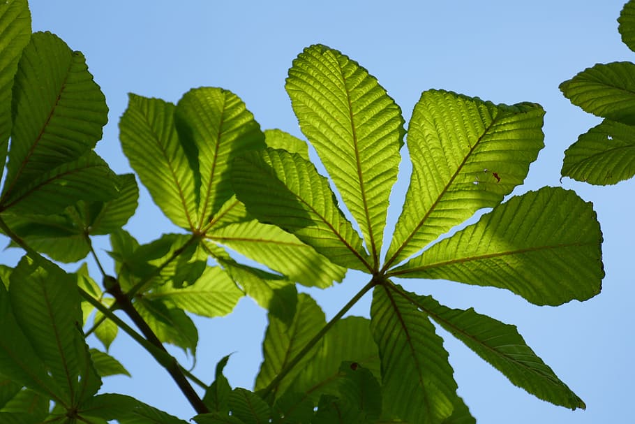sheet, plant, flora, sun, sunlight, translucent, leaf, plant part HD wallpaper