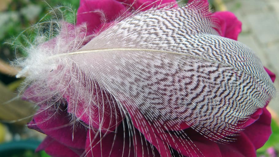 Feather, on, rose, nature, animal, bird, close-up, red, pink color HD wallpaper