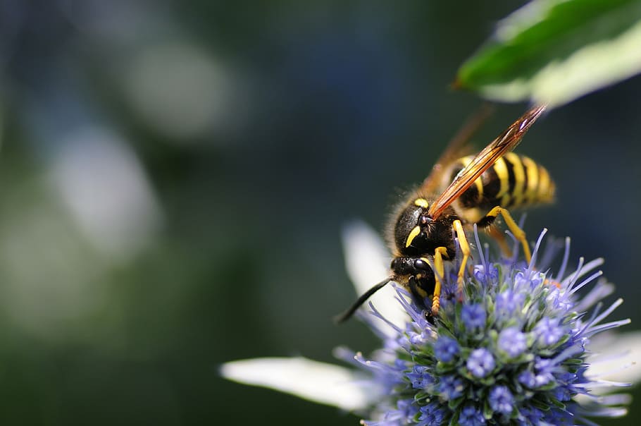 insect, wild bee, bees, macro, close, strictly protected, invertebrate HD wallpaper