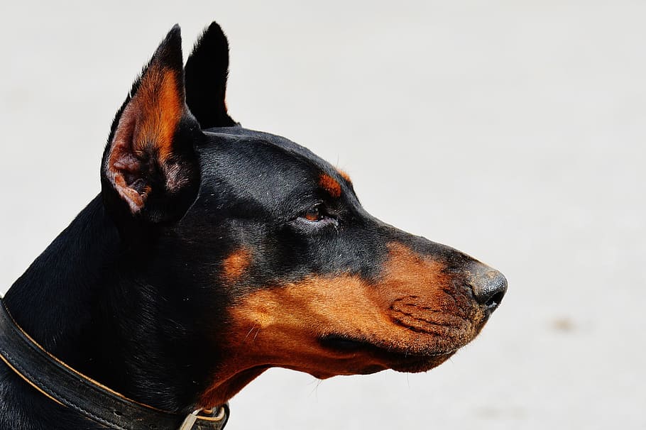 closeup photo of black Doberman Pinscher, dog, animal world HD wallpaper