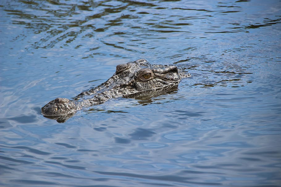 gray crocodile in body of water, river, australia, nature, animal HD wallpaper