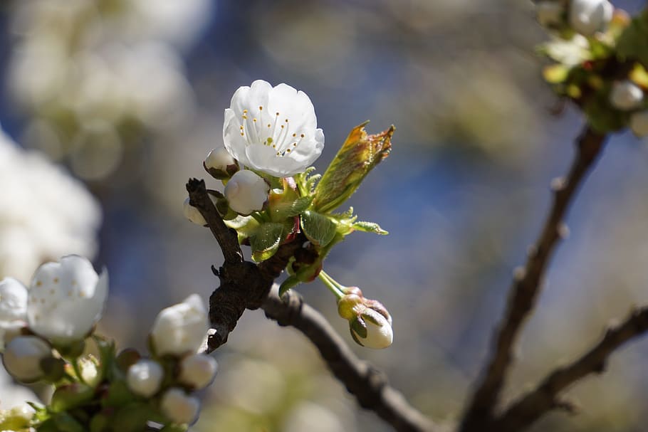 cherry, blossom, bloom, white, open, macro, spring, cherry blossom HD wallpaper