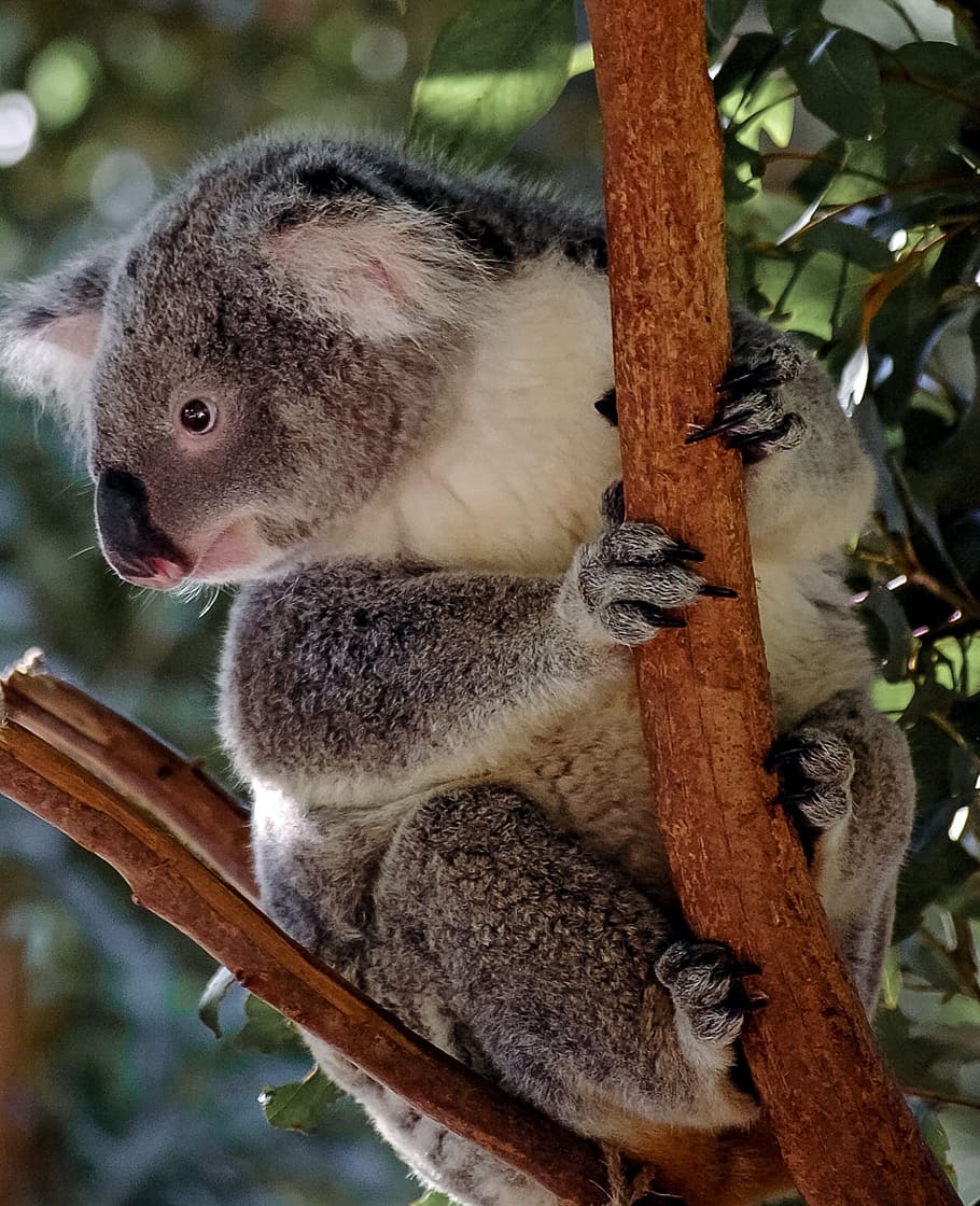 gray koala on tree branch, bear, marsupial, grey, furry, icon HD wallpaper