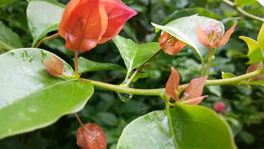 leaf, nature, flora, garden, summer, closeup, plant part, growth HD wallpaper