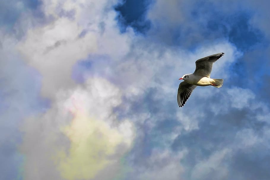 bird, clouds, flying, sky, seagull, wings, one animal, spread wings HD wallpaper