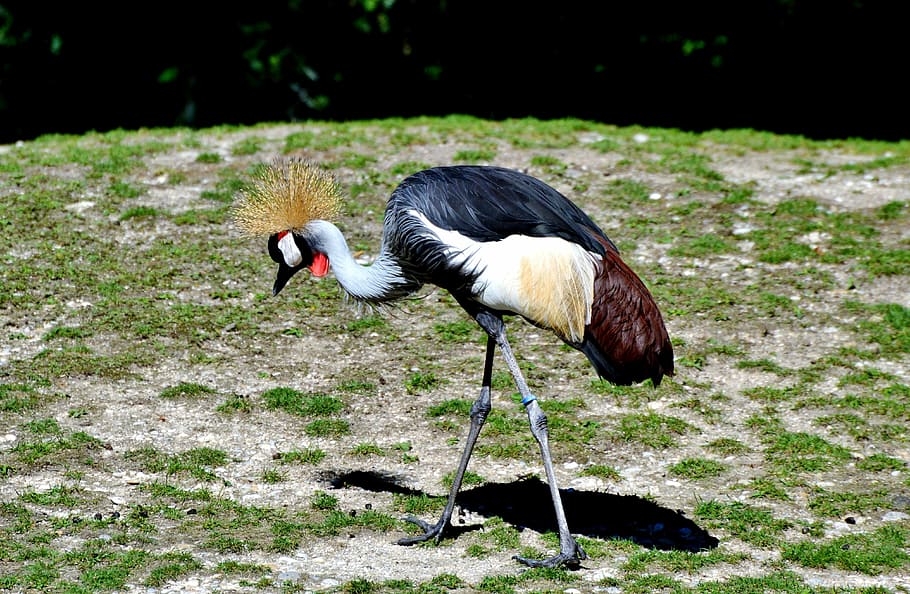 Grey Crowned Crane, Baleurica Regulorum, bird, animal, zoo, tierpark hellabrunn