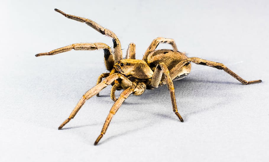 brown wolf spider close-up photo, arachnid, insect, animal HD wallpaper