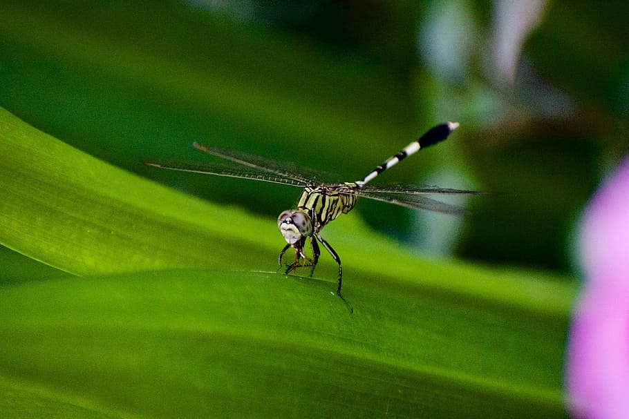 closeup photography of dragonfly, insect, bug, mosquito, wings HD wallpaper