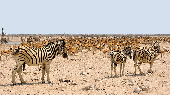 three zebras walking beside herd of kudu, africa, springbok HD wallpaper