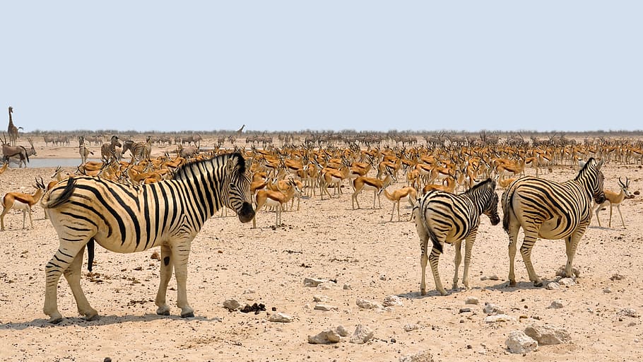 three zebras walking beside herd of kudu, africa, springbok, namibia, HD wallpaper