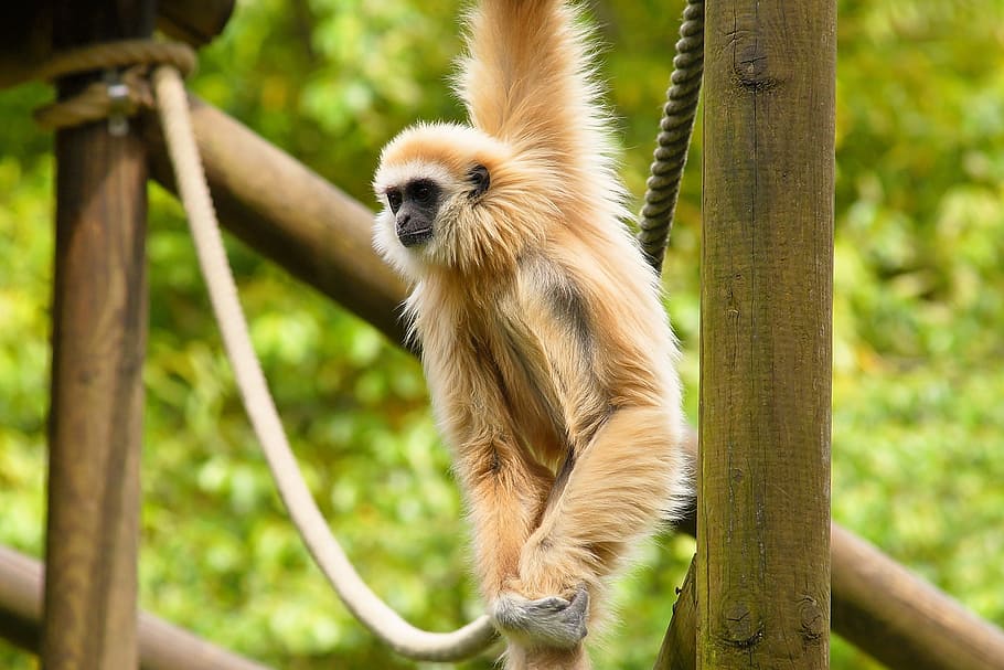 brown monkey swinging from rope closeup photography, enclosure HD wallpaper