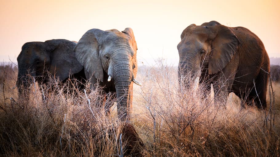 two elephants on grass field, swaziland, africa, natural, savannah, HD wallpaper