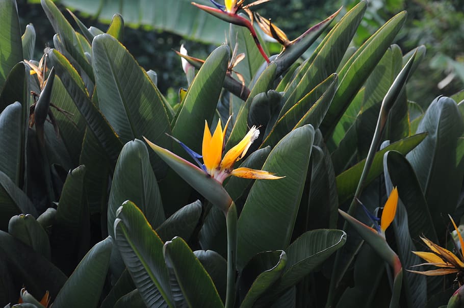 montecarlo, botany, flower, growth, plant, flowering plant HD wallpaper