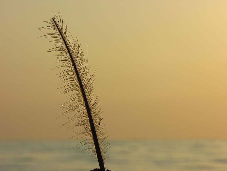 feather, bird feather, light and shadow, sunlight, close, lighting HD wallpaper