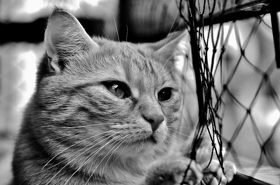 grayscale photo of cat, Mackerel, Longing, Network, Wait, red HD wallpaper