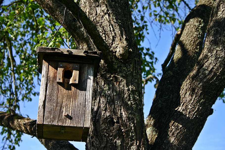 nesting box, tree, nature, aviary, nesting place, forest, nesting help, HD wallpaper