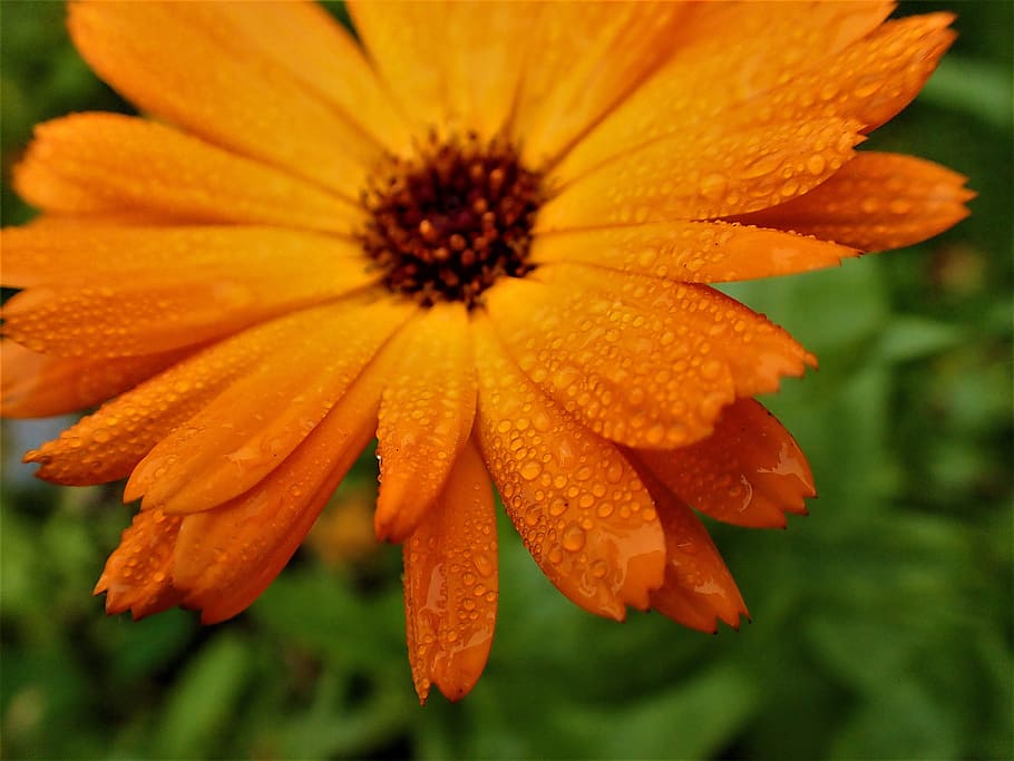 flower, dew drops, yellow, flowering plant, freshness, fragility HD wallpaper