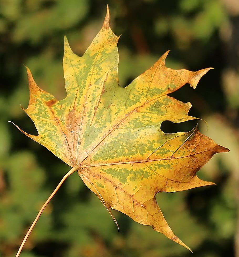 shallow focus photo of yellow and green leaf, maple leaf, autumn HD wallpaper