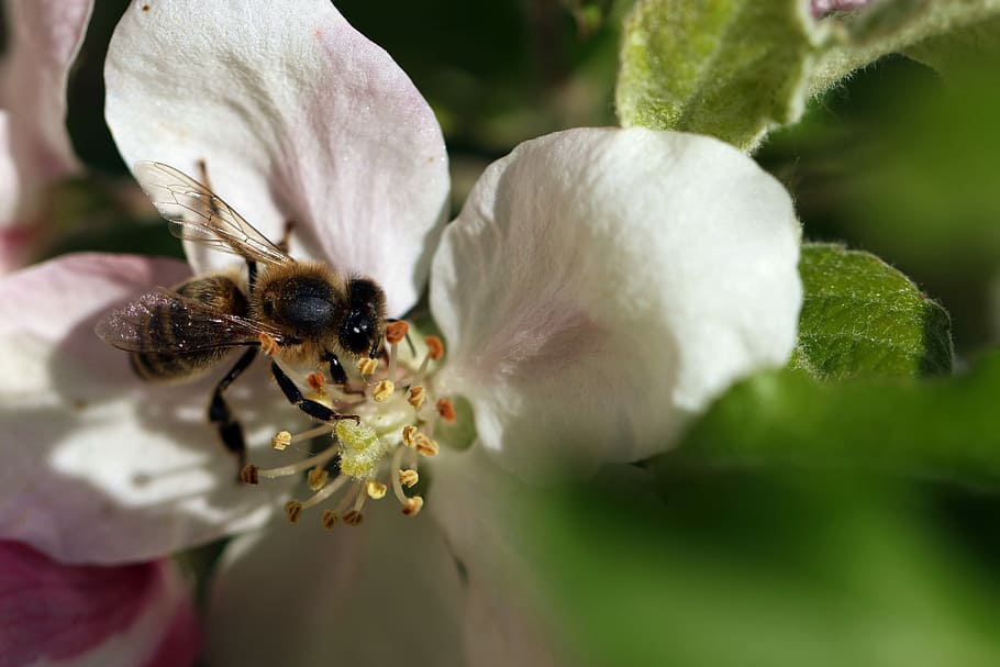 Bee, Pollination, Wings, Spring, Macro, closeup, insect, flourishing HD wallpaper