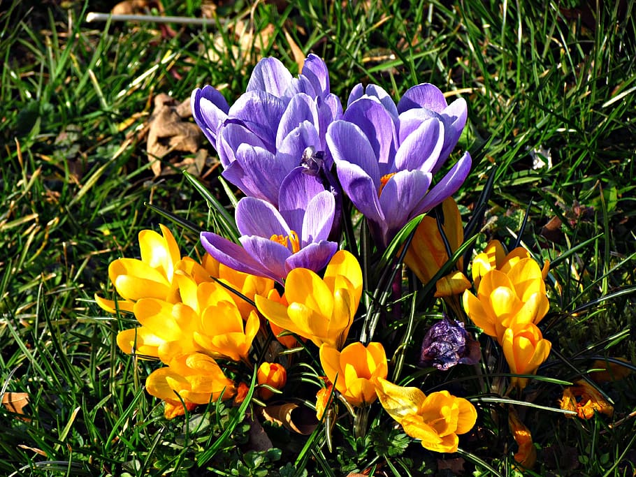 flowers, crocus, meadow, spring, gentle, violet, yellow, flowering plant HD wallpaper