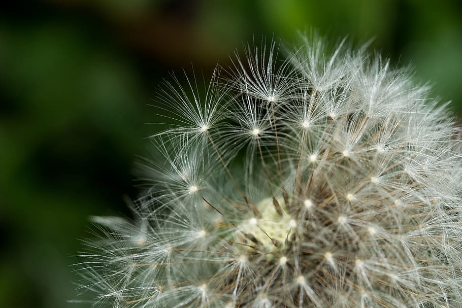 Dandelion, Seeds, Macro, Summer, flower, fragility, nature HD wallpaper
