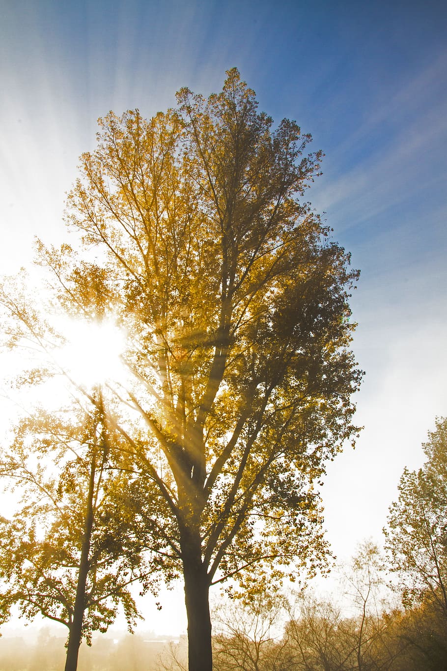back light, autumn, sunbeam, trees, mood, sky, silhouette, incidence of light HD wallpaper