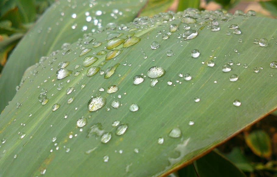 leaf, rain, raindrops, nature, water, droplets, macro, wet HD wallpaper