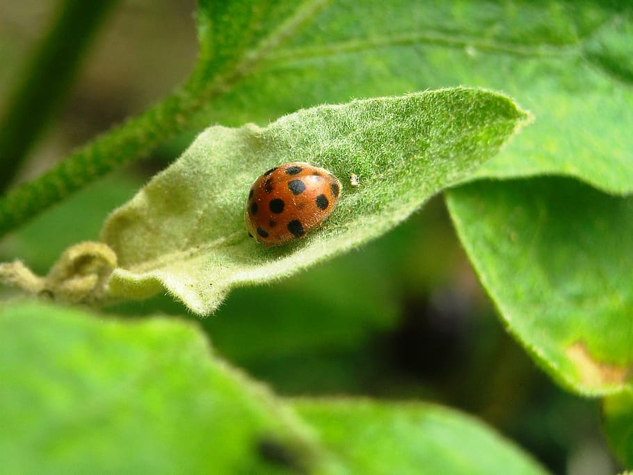 ladybugs, insects, orange, black, leaf, green, nature, beetle HD wallpaper